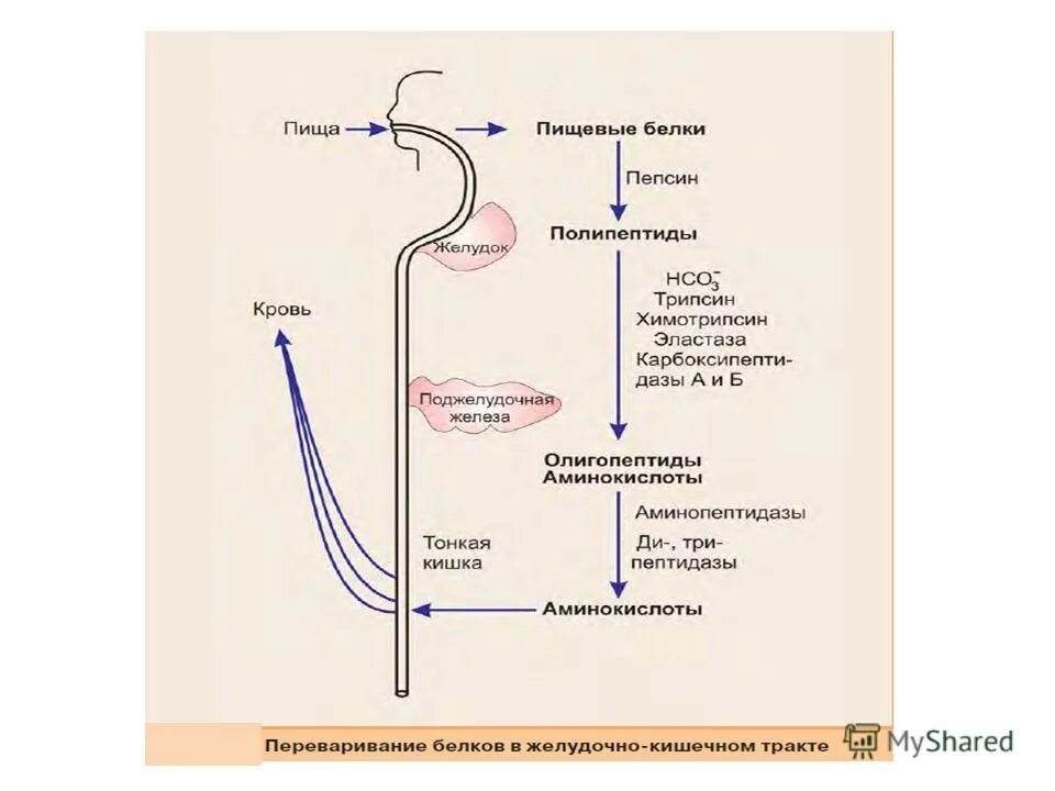 Переваривание белков. Ферменты переваривания белков в тонком кишечнике. Переваривание белков биохимия схема. Переваривание белков биохимия схема. Расщепление белка схема.