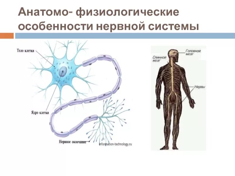 Особенности нервных структур. Анатомо-физиологические особенности нервной системы у детей. афо нервной системы у детей. анатомо физиологические особенности нервной. возрастные анатомо-физиологические особенности нервной системы..
