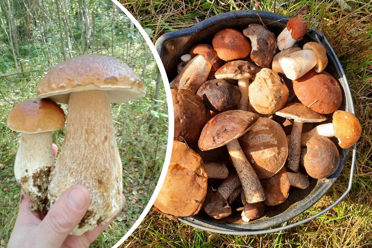 грибы в конце сентября. грибы июль 2023 приморский край. где пошли грибы. где пошли грибы. опята в липецкой области 2022.