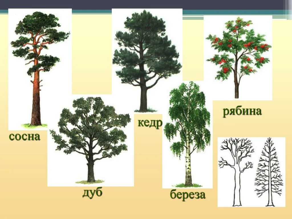 Ель сосна осина дуб береза липа. Ель береза сосна клен это. Сосна, лиственница, кедр, ольха дуб. Деревья береза дуб,осина,рябина. Ель хвойное дуб