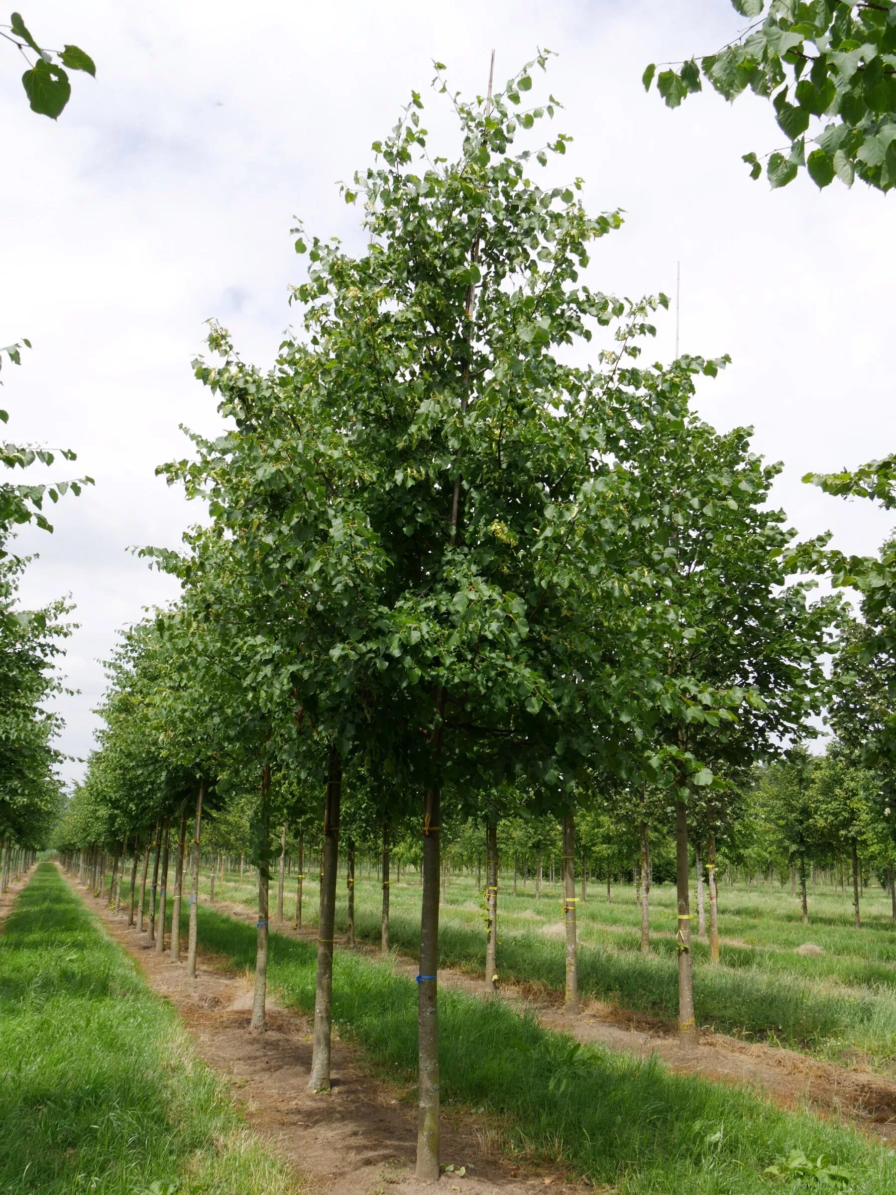 Tilia 30. Tilia 30. Tilia 30. Tilia 30. Tilia 30.