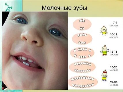 В 1 5 года 4 зуба