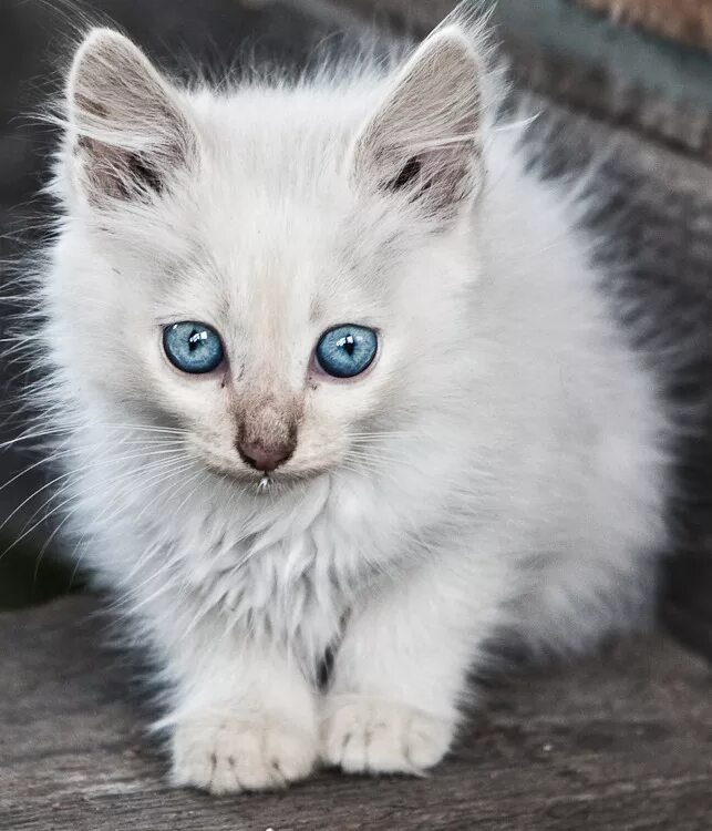 Котенок с голубыми глазами. Белый котенок. Белый голубоглазый котенок. Белые котята с голубыми глазками. Біла з