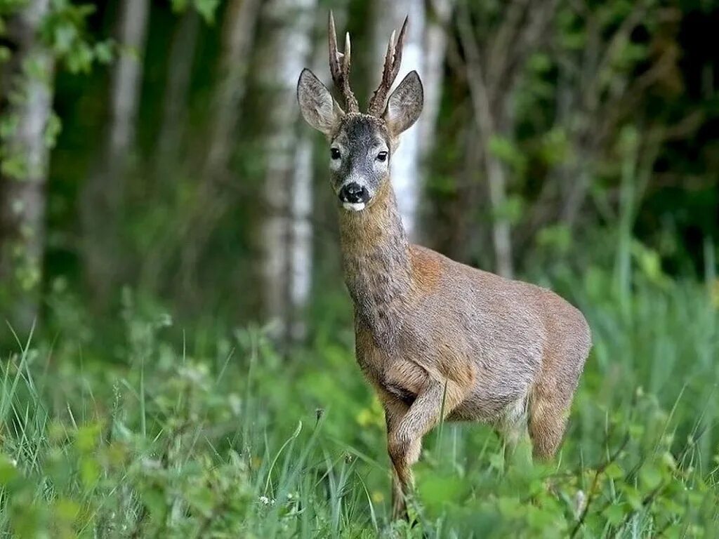 Сибирская косуля capreolus pygargus. Косуля уральская. Косуля сибирская. Сибирская косуля ареал. Косуля кавказская.
