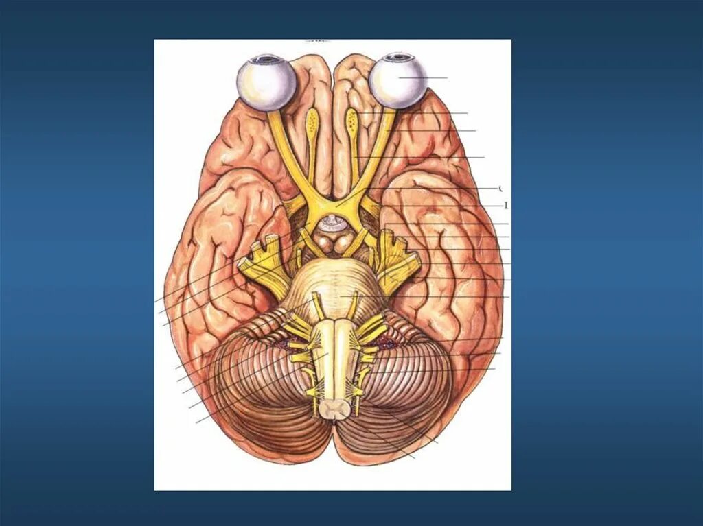 Под черепные нервы. 12 ЧМН анатомия. ЧМН 12 пар. 12 Пар черепных нервов схема. Черепно мозговые нервы анатомия.
