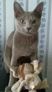 Течка кошки форум