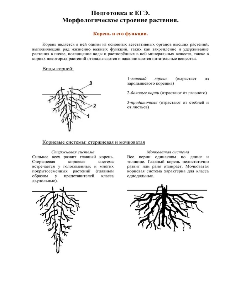 Корень растений строение корня функции. Корень растения строение ЕГЭ биология. Строение . Функции . Типы корневых систем. Строение корня растения ЕГЭ. Строение и функции корня высших растений.