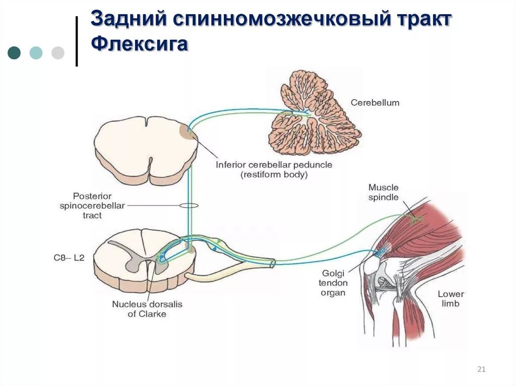 Спинно мозжечковый. Спинно мозжечковый путь функция. Путь Флексига и Говерса схема. Задний спинно-мозжечковый путь мозжечка. Задний спинно-мозжечковый путь Флексига схема.
