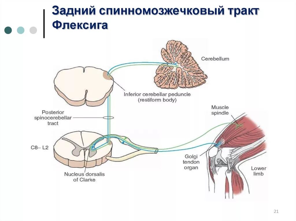 Тракт провели. Передний спинно-мозжечковый путь говерса. спинно мозжечковый тракт. спиномозжечковые пути схема. спинно мозжечковый тракт схема.