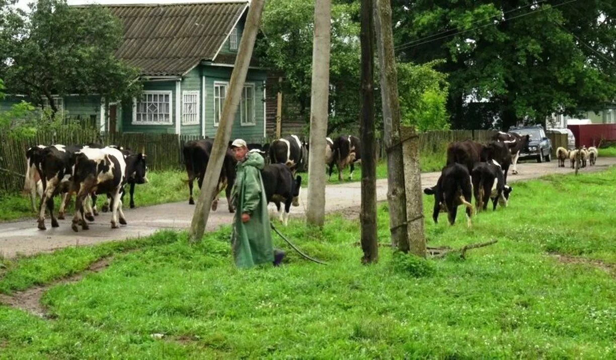 В Белоруссии бастуют доярки