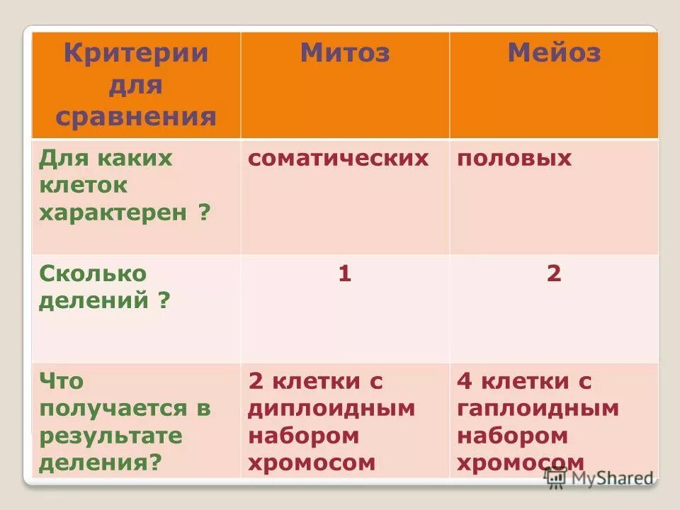 Сходства и различия половых клеток