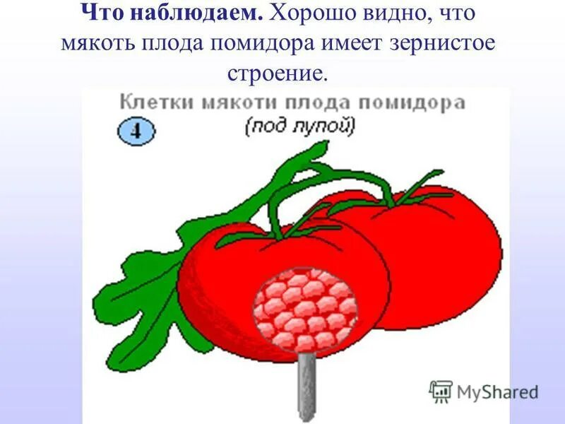 Клетка томата рисунок. Строение клетки мякоти помидора. клеточное строение мякоти томата. строение мякоти томата. строение клетки мякоти томата рисунок.