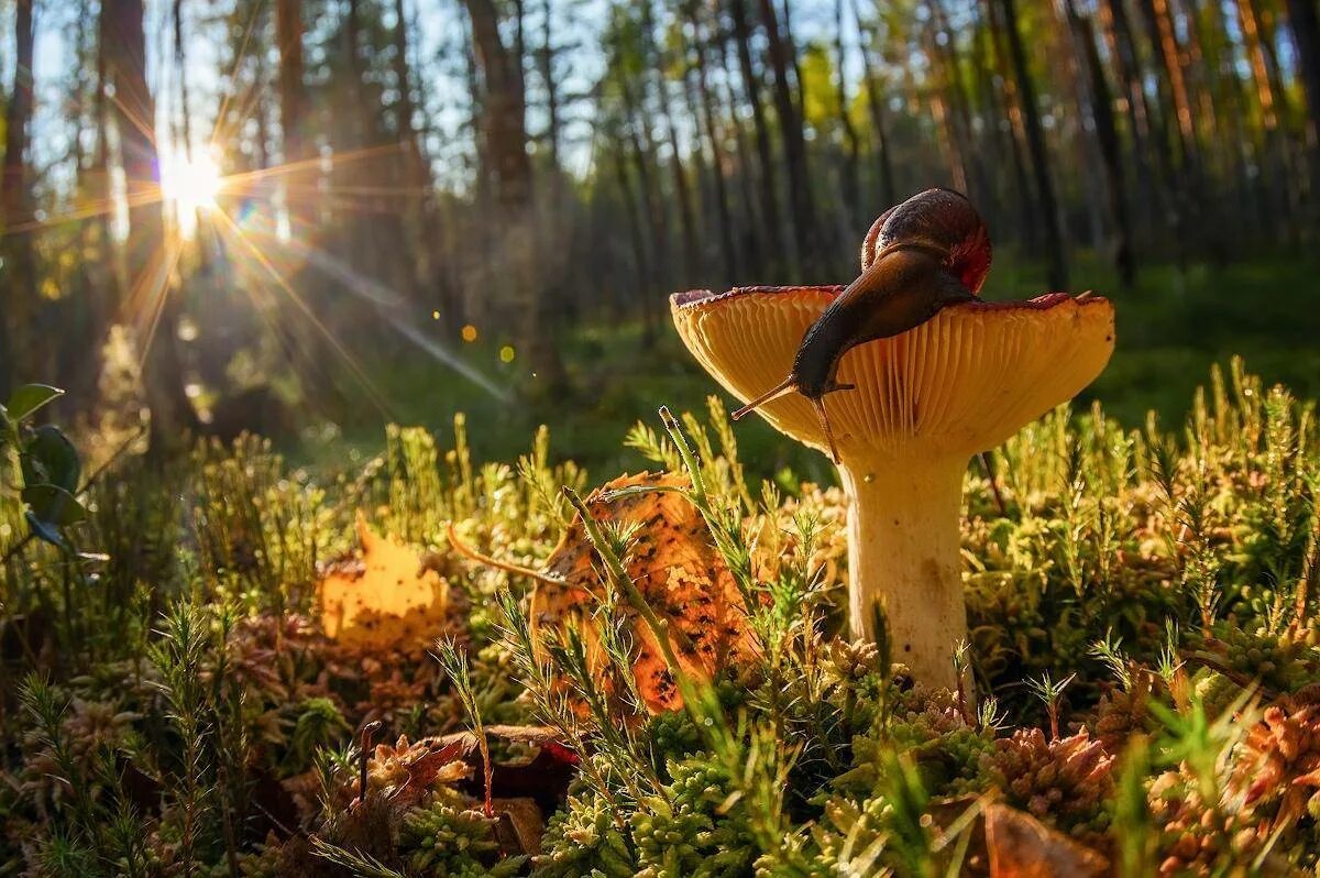 Осенние грибы. Грибы в осеннем лесу. Грибной лес. Осень грибы. Грибы природа лес