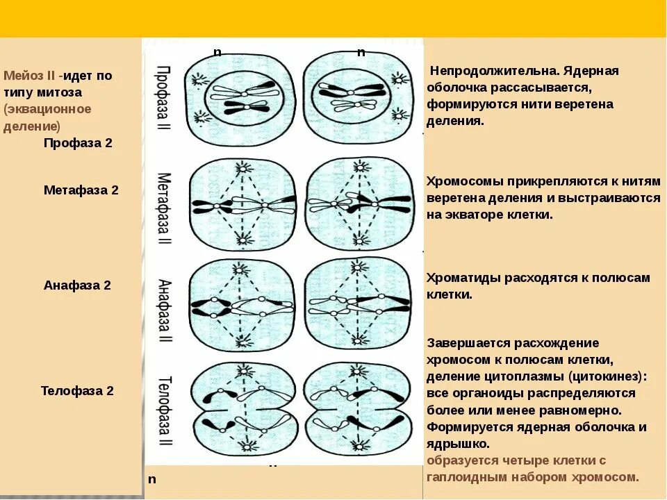 Деление клетки мейоз анафаза 2. Фазы мейоза таблица ЕГЭ. Фазы мейоза ЕГЭ биология. Фазы митоза таблица ЕГЭ. Контрольная работа по биологии митоз мейоз