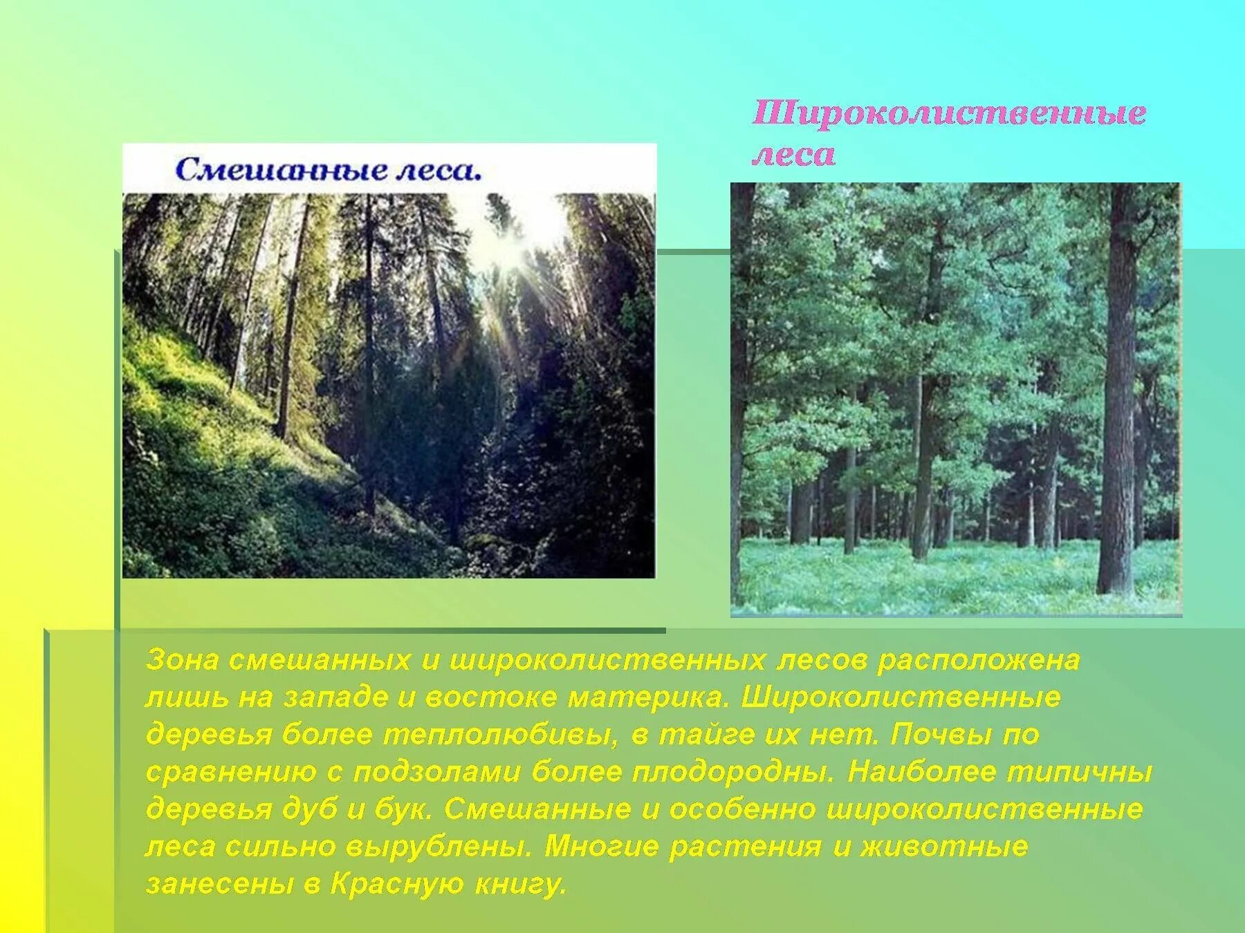 Что есть в смешанном лесу. Что есть в смешанном лесу