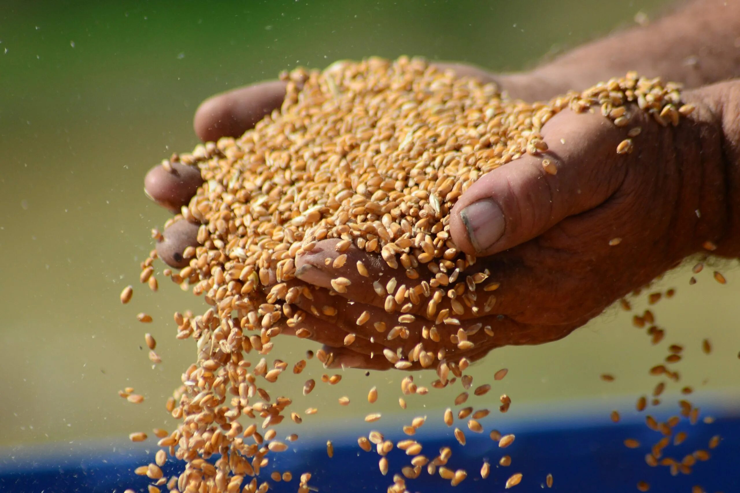 Feed. Mycotoxins. premixes feed. feed safety.