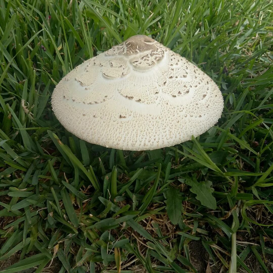 белый гриб с белой шляпкой.