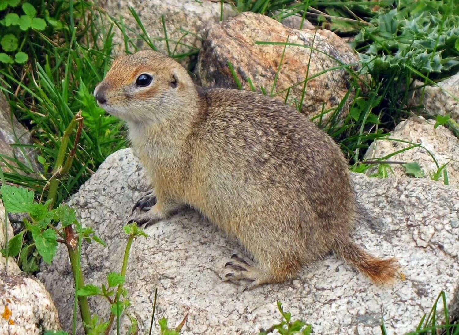 Обитатели крыма. Европейский суслик (Spermophilus citellus). Малый суслик Ставропольского края. Суслик Крымский. Горный суслик Кавказ.