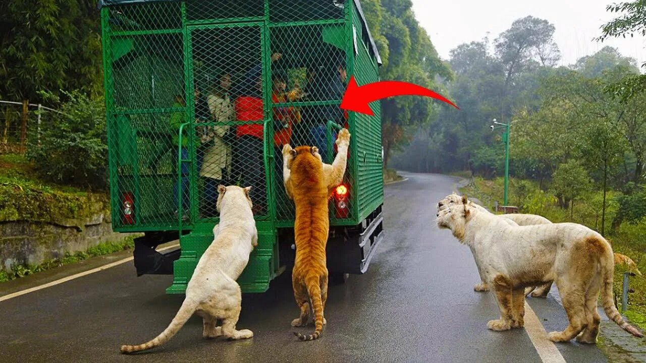 Зоопарк клетка с обезьянами. Животные обитающие в зоопарке. Люди и животные в зоопарке. Правила поведения в зоопарке для детей. Зоопарк чунцин китай.