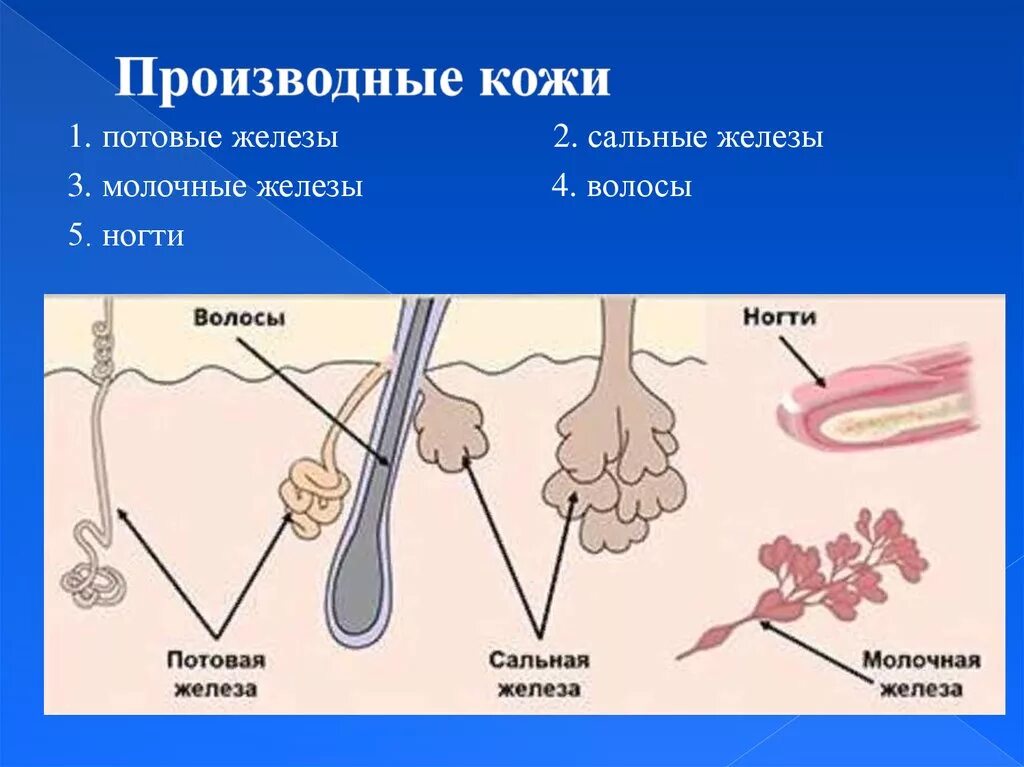 Строение кожи потовая железа. Функции потовой железы кожи. Производные кожи человека функции. Строение потовых желез 8 класс биология. Функция железы кожи человека