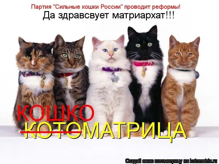 Тяжёлый времна раждают сылных людей. Мем с собаками сильная и слабая. Тяжелые времена рождают сильных людей. Стихи если в доме есть котенок. Тяжелые времена сильных котят.