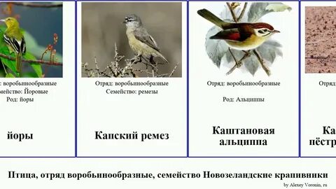 Семейства птиц какие