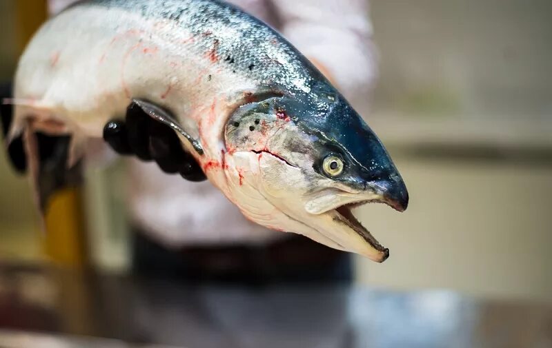 Рыба массового поражения. Рыбы Норвежская лосось. Рыба с красным мясом и зубами.