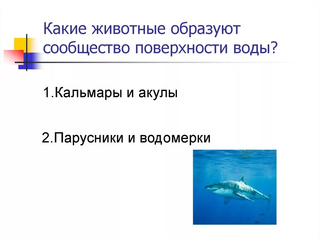 Сообщество толщи воды. Сообщество поверхности воды. Какие животные образуют сообщество толщи воды. Представители сообщества поверхности воды. Какие животные образуют сообщество в толще воды.