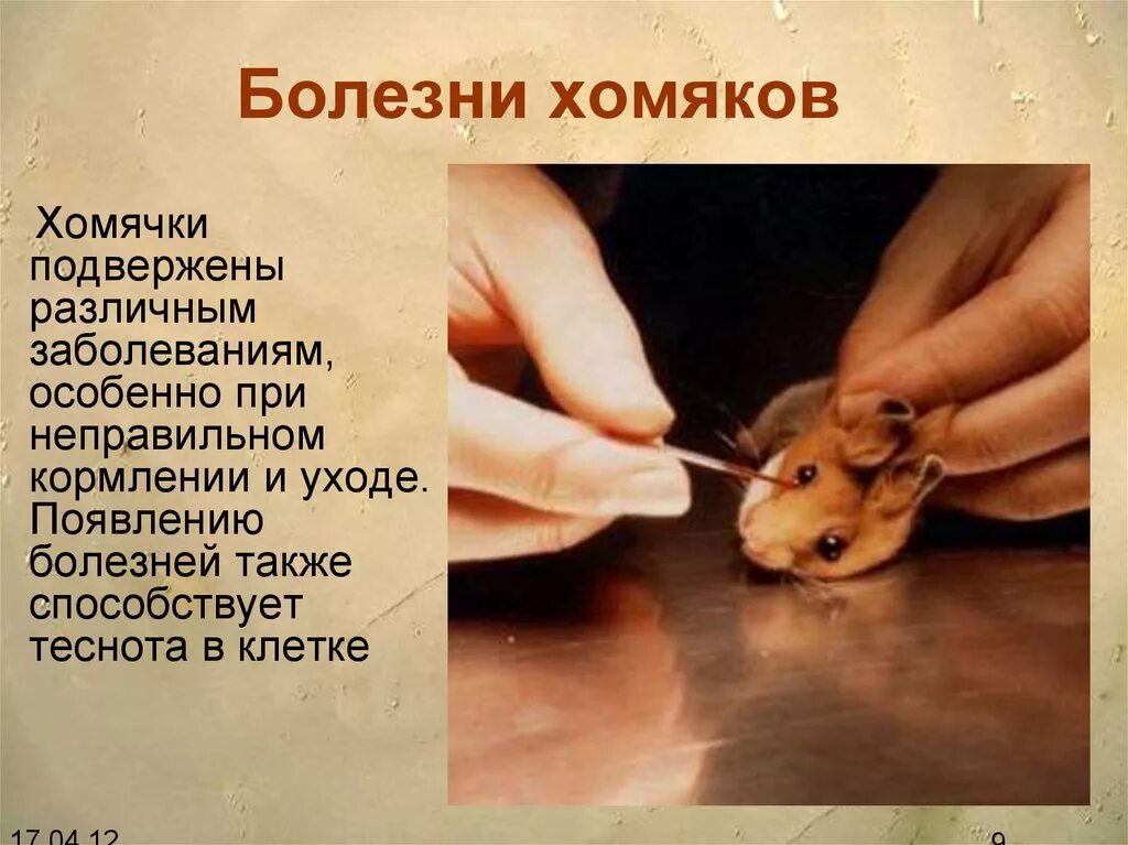 Умер ли хомяк. Хомяки болезни симптомы.