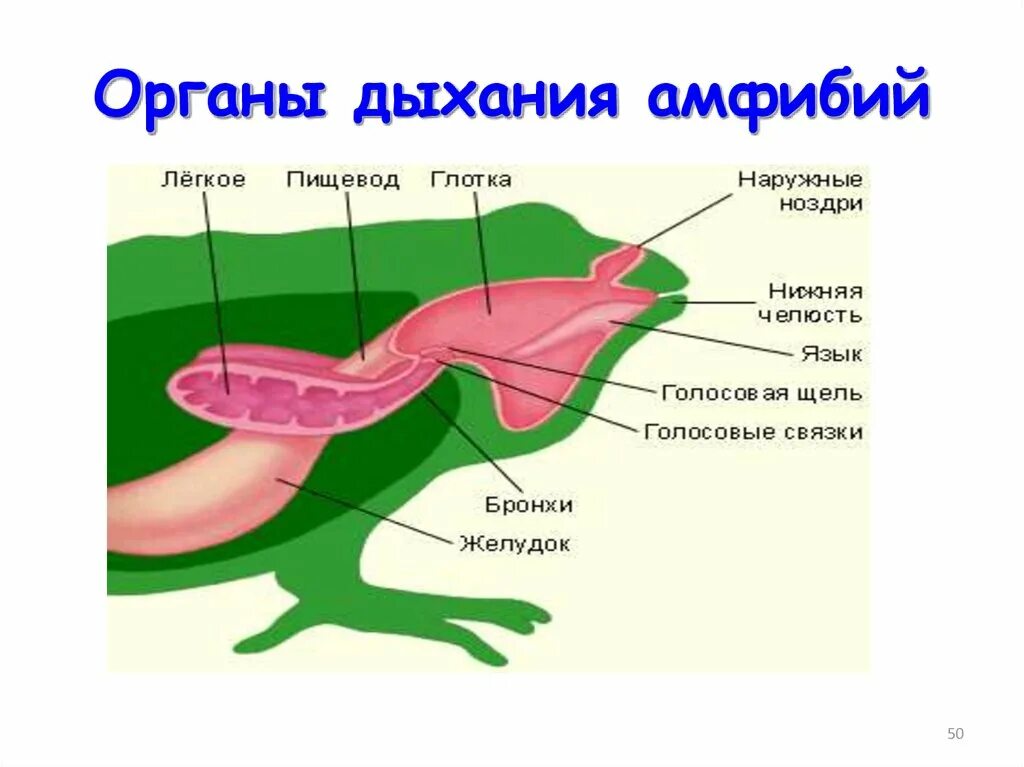 Полость земноводных. Дыхательная система земноводных 7 класс. Дыхательная система земноводных 7 класс биология. Дыхательная система земноводных схема. Строение дыхательной системы земноводных.