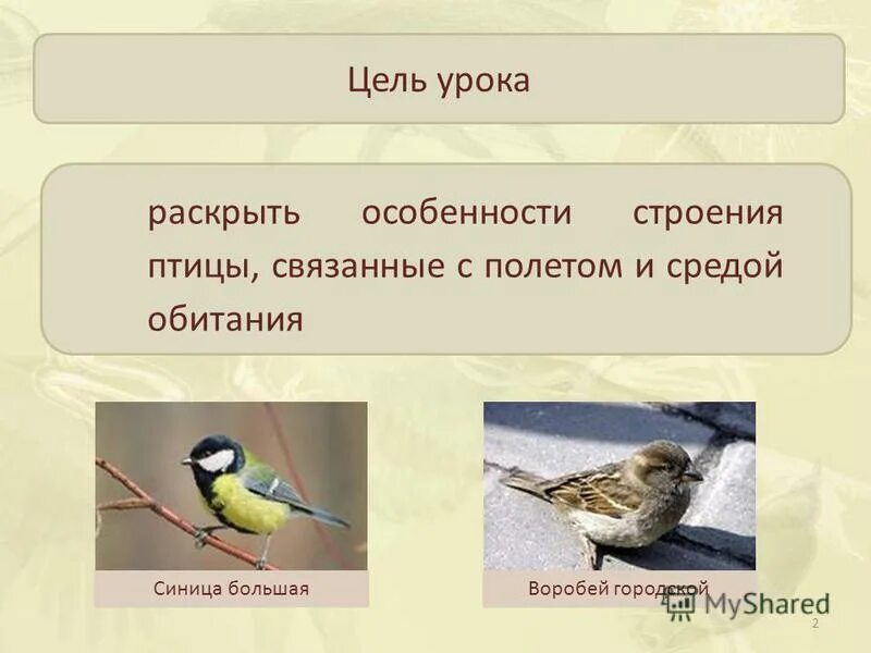 Особенности внешнего строения связанные со средой обитания. Рыбы по среде обитания. Внешнее строение рептилий. Внешнее строение млекопитающих 7 класс биология. Отделы тела форма тела рыбы.