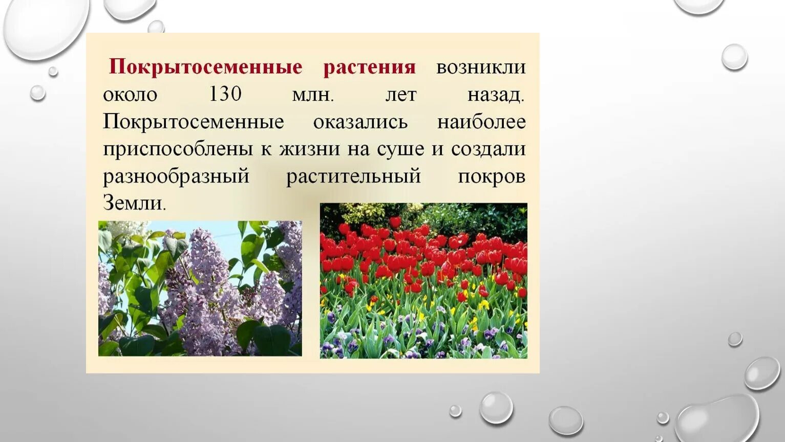 Почему покрытосеменные получили. Покрытосеменные цветы. Многолетние Покрытосеменные растения. Покрытосеменные цветковые растения. Лекарственные Покрытосеменные растения.