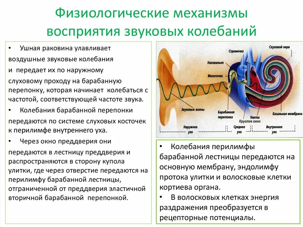 Механизм восприятия звука. Механизм восприятия звуковых колебаний. Физиологический механизм восприятия звука. Характеристика звуковых колебаний. Воспринимает колебания воздуха