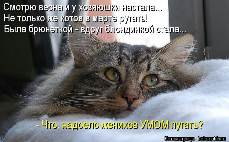 Коты с надписями. Про мартовских котов с юмором. Весенние коты с надписями. Приколы про март картинки с надписями