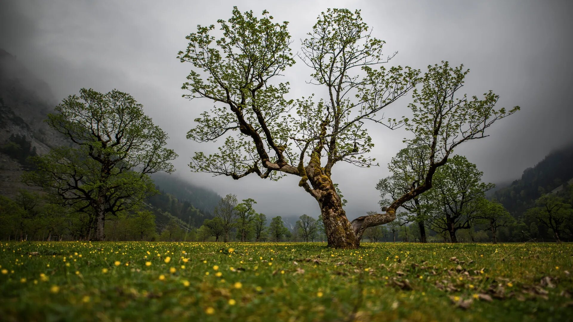 Natural tree. Природа деревья. Красивое дерево. Пейзаж с деревьями. Летнее дерево.