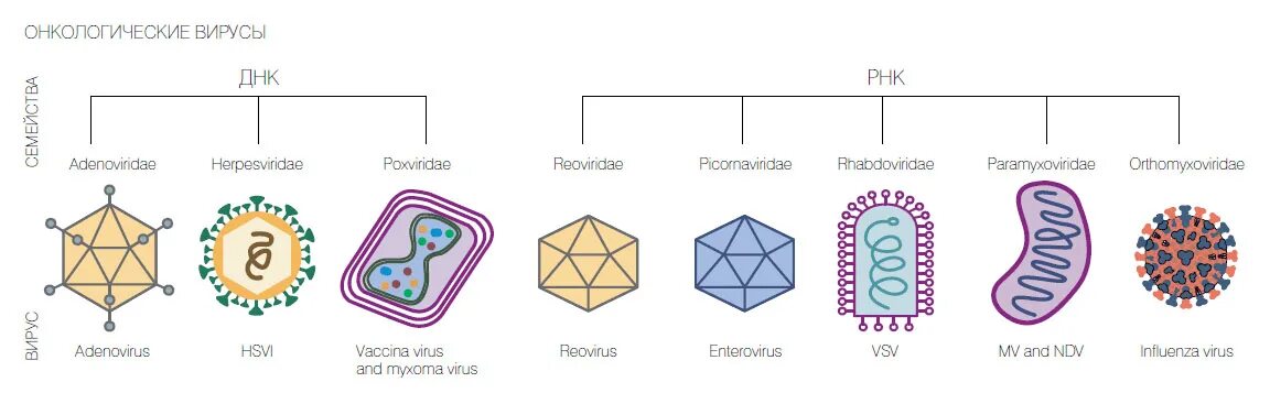 Типы вирусов биология. Схема многообразия вирусов. Вирусы виды вирусов биология. Типы строения вирусов. Биология 8 вирусы