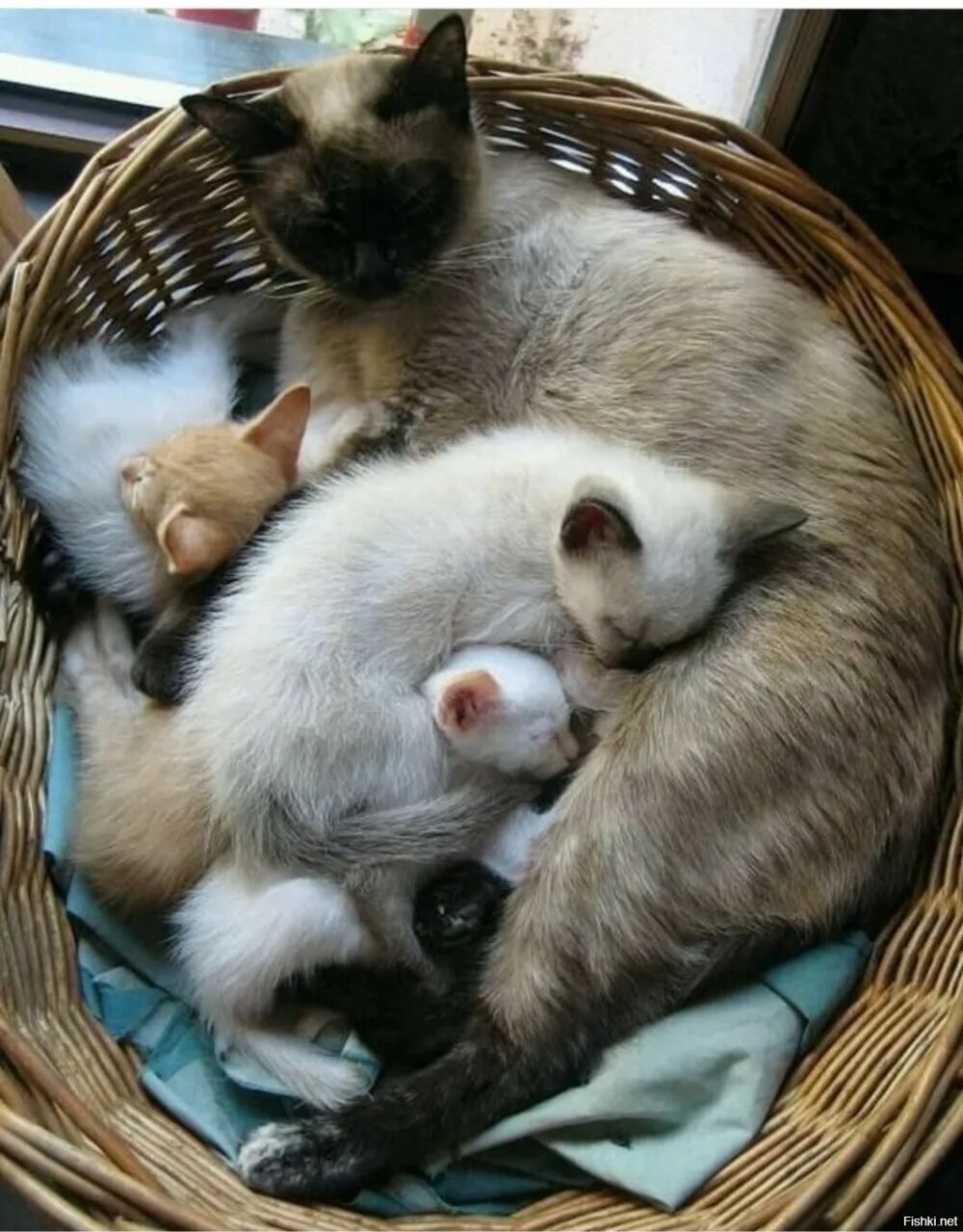 Мамины коты. Кошка с котятами. Мама кошка. Котята с мамой. Сиамская кошка котенок.