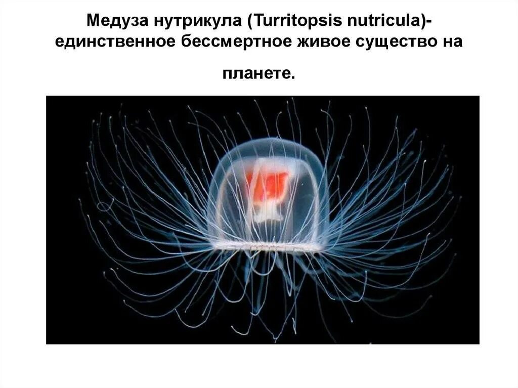 Медуза нутрикула. Turritopsis dohrnii бессмертные медузы. Медуза туритопсис нутрикула бессмертная. Turritopsis nutricula. Turritopsis nutricula жизненный цикл.