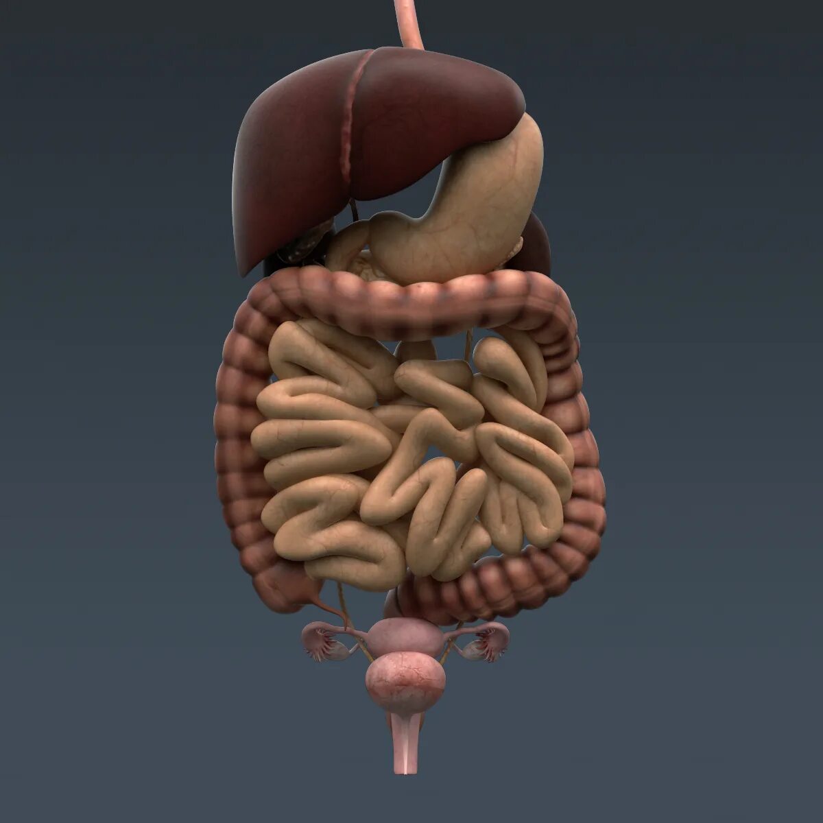 Human organs. Пищеварительная система 3д.