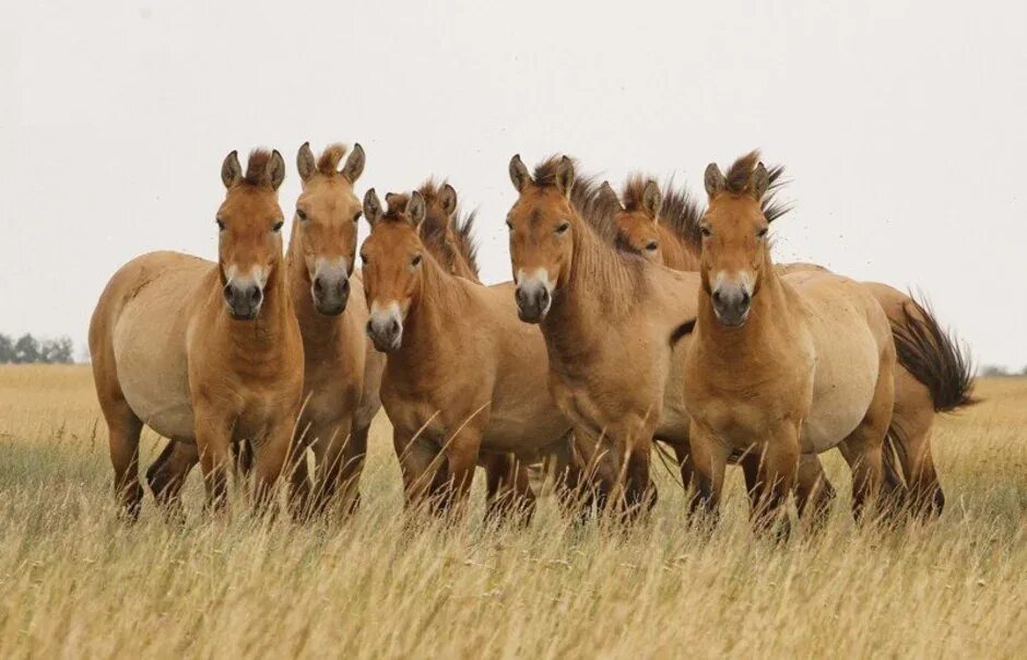 Тарпан и лошадь пржевальского. Лошадь пржевальского equus przewalskii. Лошадь прежевальского. Лошадь пржевальского дикая монголия. Лошадь пржевальского.