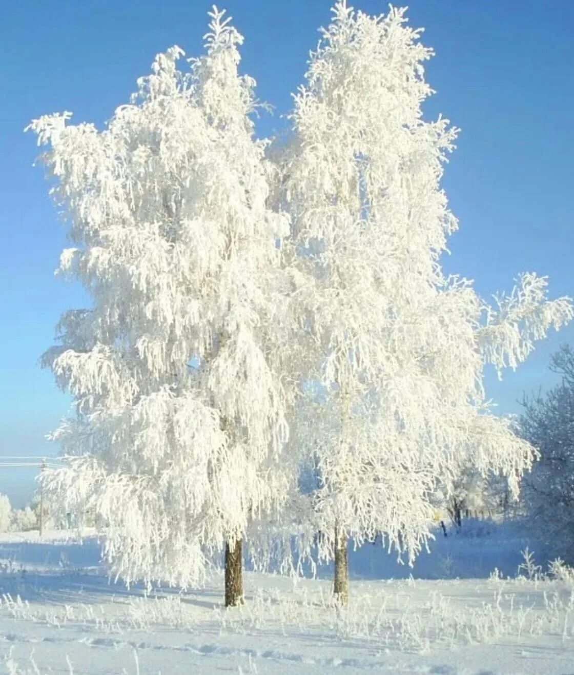 Зачем белые деревья. Снежные деревья. Иней на деревьях. Береза зимой. Береза в инее.