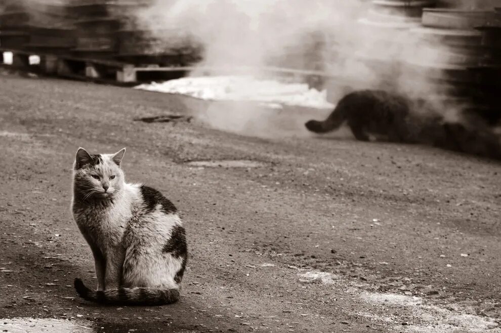 Добро кошка. Брошенный кот. Грустный бродячий кот. Грустные бездомные коты. Грустный кот на улице.