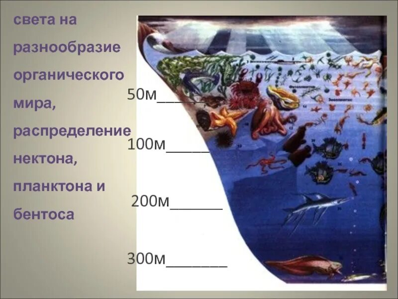 Большая часть организмов в мировом океане сосредоточены. Живые организмы мирового океана. Зоны океана с обитателями. Распределение жизни в океане. Зоны жизни мирового океана.