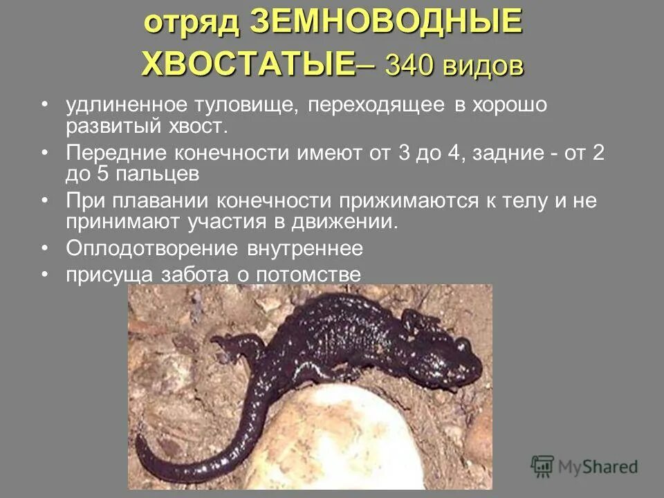 интересные факты о земноводных. интересные факты отлягушках. лягушка листолаз рассказ. удивительные факты о лягушках. интересные факты о лягушках для детей.