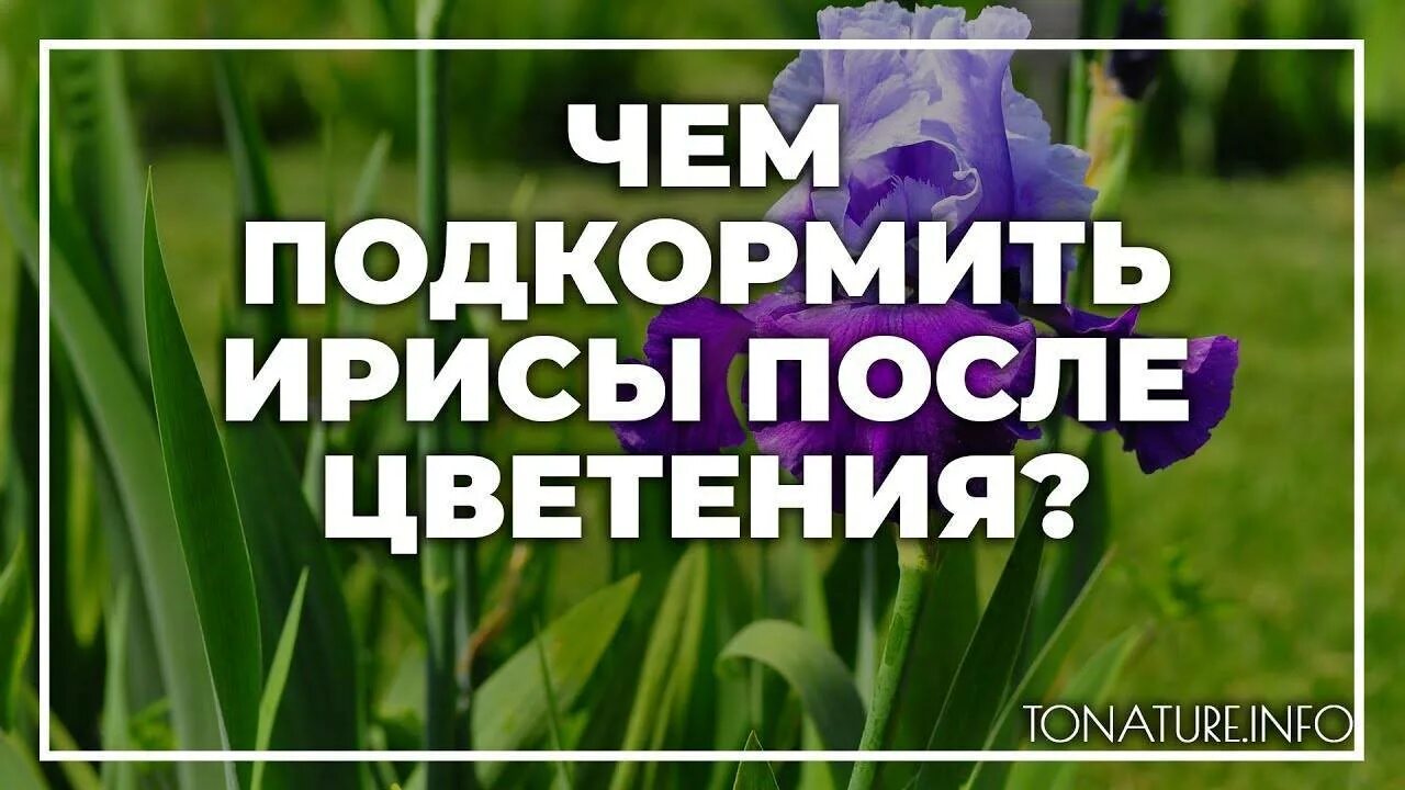 Подкормка ирисов после цветения. Весенняя подкормка ирисов. Ирисы удобрения. Ирис тонколистный. Мульчирование ириса.