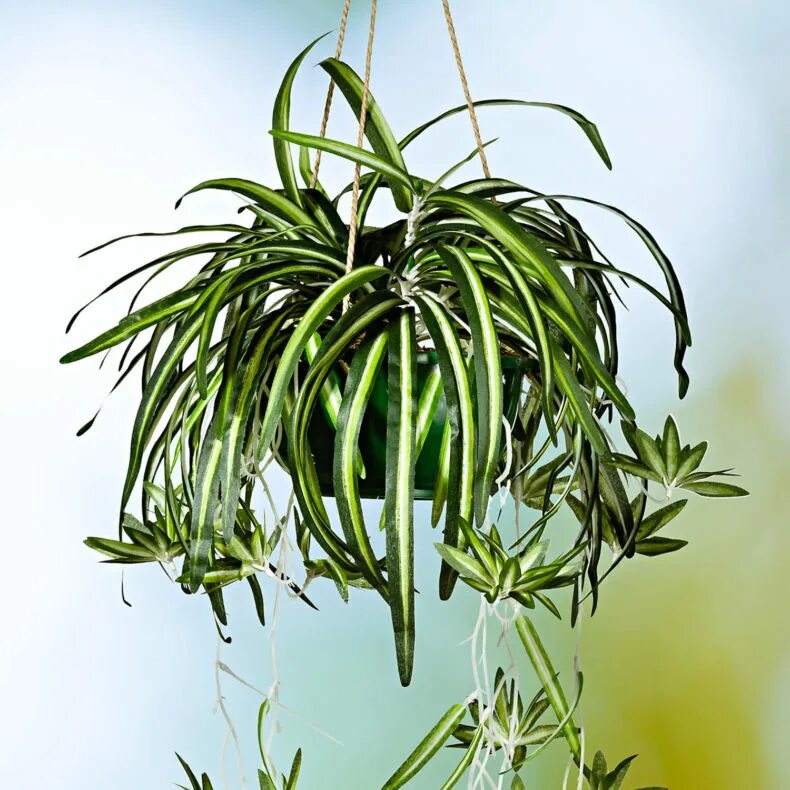 Хлорофитум виды с названиями. Хлорофитум хохлатый chlorophytum comosum. хлорофитум капский. хлорофитум хохлатый обыкновенный. хлорофитум полосатый.