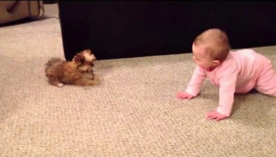 Маленькая Софи щенок. Поговори с малышом про малышки. The Baby and the Dog are on the Floor.