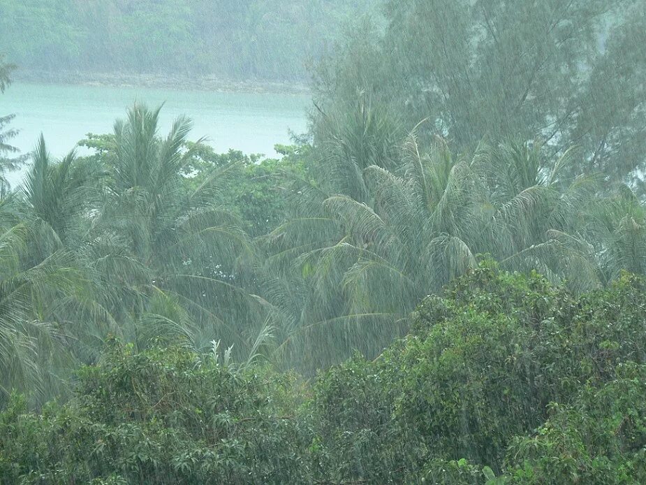 Тропический муссонный климат. Тропический Муссон в Индии. Тропический муссонный пояс. Таиланд муссонные дожди.