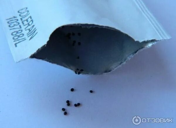 Колеусы из семян и новые приобретения.: Дневник пользователя Прокопыч