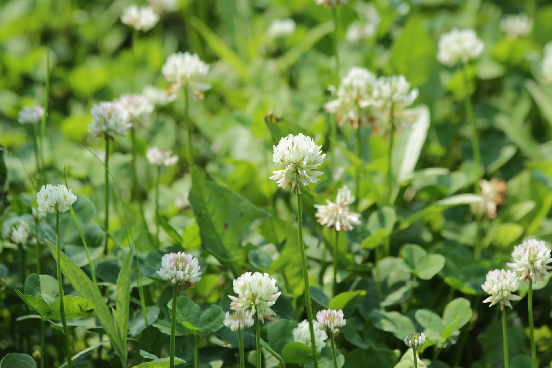 Когда цветет клевер. Клевер белый ползучий. Клевер ползучий (Trifolium repens). Газон Клевер белый ползучий. Клевер ползучий белый Нанук.